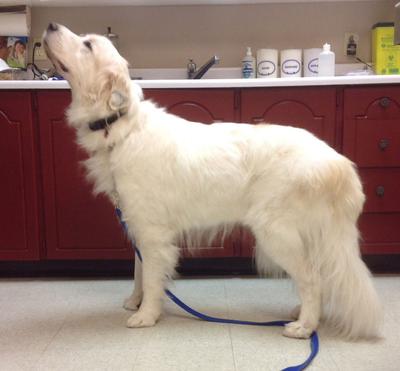 Great Pyr Rescue - Fuji