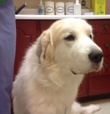 Great Pyr Rescue - Fuji