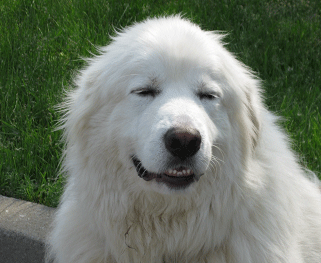 Great Pyrenees Rescue Goliath