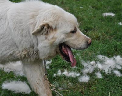 Great Pyrenees Rescue Jannie