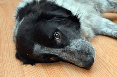 Great Pyrenees Rescue Jazz