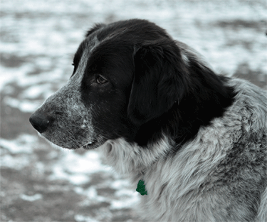 Great Pyrenees Rescue Jazz