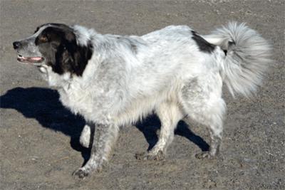 Great Pyrenees Rescue Jazz