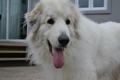 Great Pyrenees Rescue Jazz