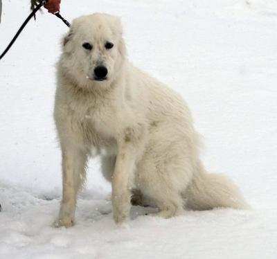 Great Pyr Rescue - Kira