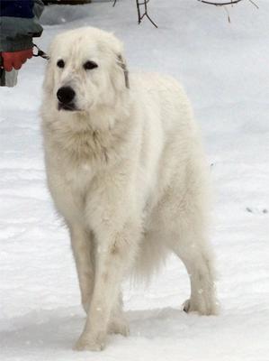 Great Pyr Rescue - Kira