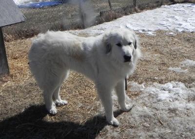 Great Pyr Rescue Lancelot