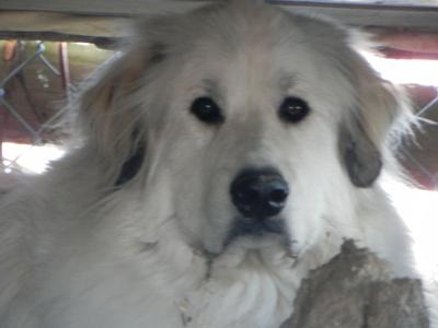 Great Pyr Rescue Lancelot