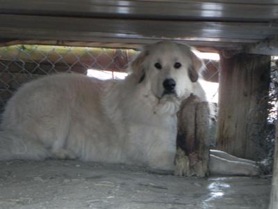 Great Pyr Rescue Lancelot