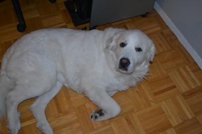 Great Pyrenees Rescue Luna