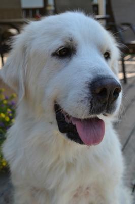 Great Pyrenees Rescue Luna