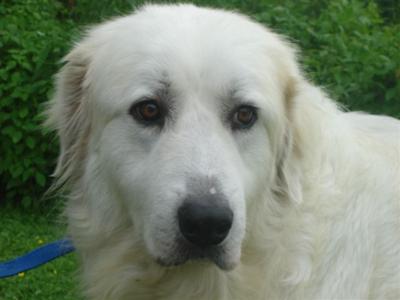 Great Pyrenees Rescue Martha