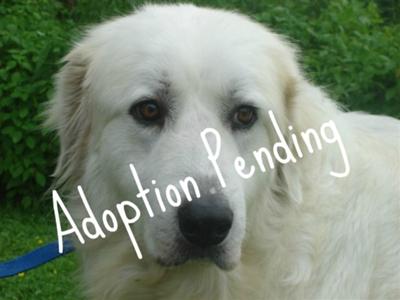 Great Pyrenees Rescue Martha