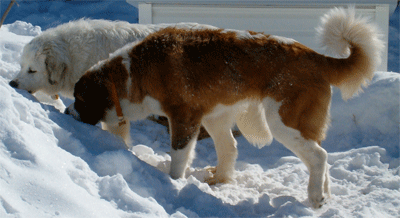 Great Pyrenees Rescue Maggie