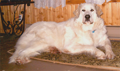 Great Pyrenees Rescue Maggie