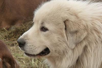 Great Pyr Rescue Max the farm dog 