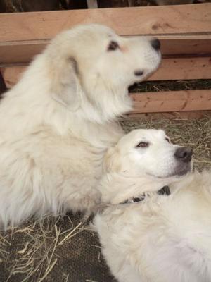 Great Pyr Rescue Max the farm dog 