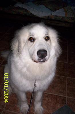 Great Pyr Rescue Maya