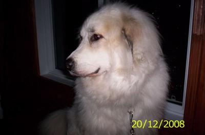 Great Pyr Rescue Maya