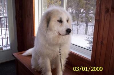 Great Pyr Rescue Maya