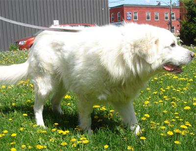 Great Pyr Rescue - Mister