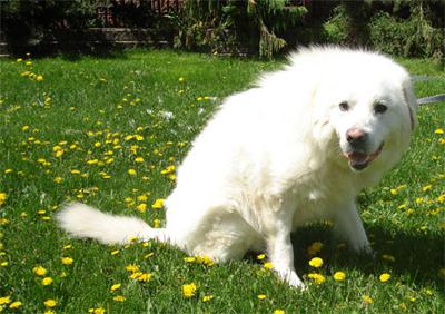 Great Pyr Rescue - Mister