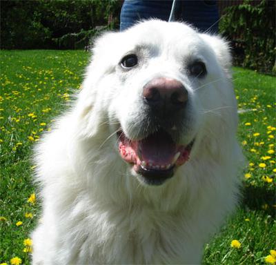 Great Pyr Rescue - Mister
