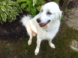 Great Pyrenees Rescue Mya