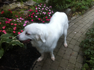 Great Pyrenees Rescue Mya