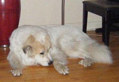 Great Pyrenees Rescue Oso