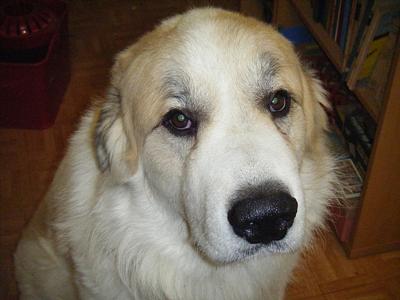 Great Pyrenees Rescue Oso