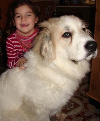 Great Pyrenees Rescue Oso