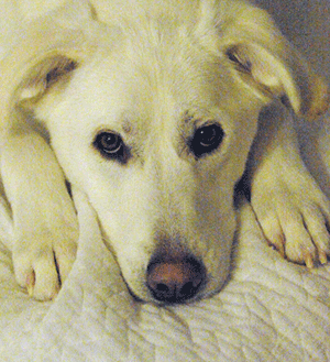 Great Pyrenees Rescue Rain