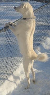 Great Pyrenees Rescue Rain