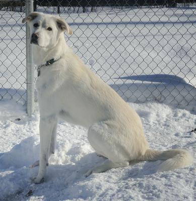 Great Pyrenees Rescue Rain