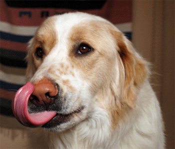 Great Pyrenees Rescue Shaggy