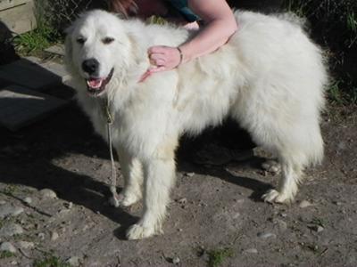 Getting brushed out after arrival. 