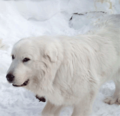 Great Pyrenees Lady