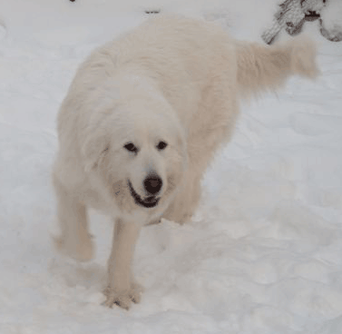 Great Pyrenees Lady