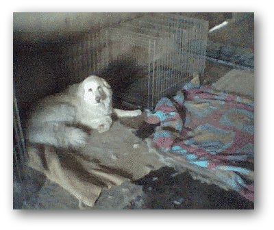 Great Pyr Rescue Boo