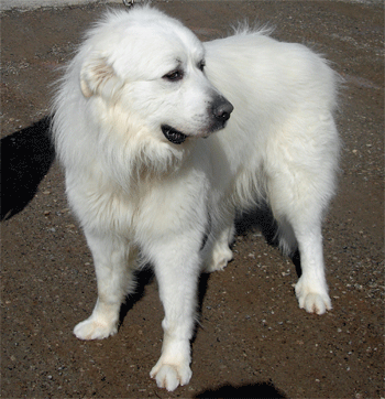 Great Pyrenees Rescue Evan