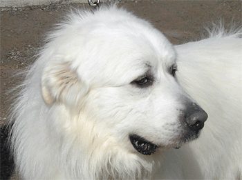 Great Pyrenees Rescue Evan