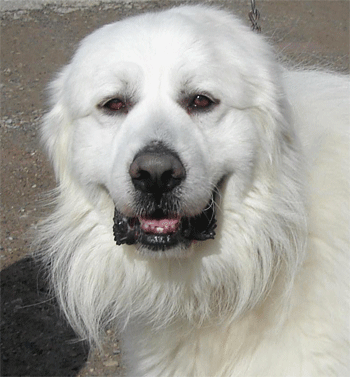 Great Pyrenees Rescue Evan