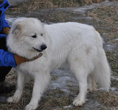 Great pryenees rescue Gypsy