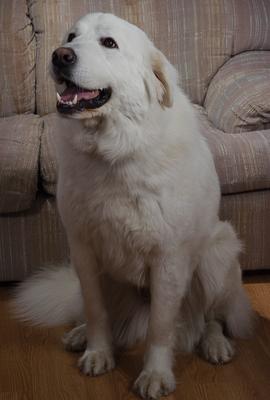 Great Pyrenees Rescue Big Shanti