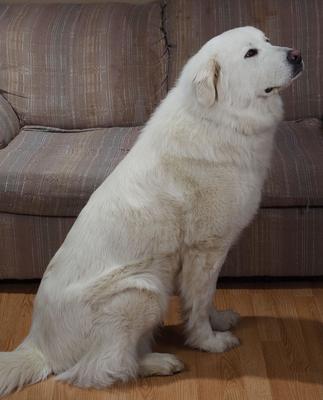 Great Pyrenees Rescue Big Shanti