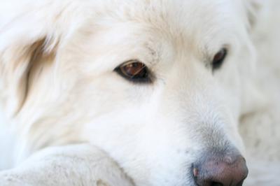 Great Pyrenees Guardian Gus