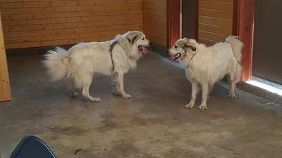 male great pyrenees