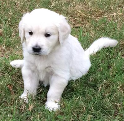 Adorable Golden Retriever Great Pyrenees Mix