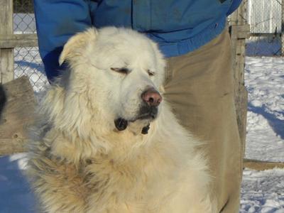 Great Pyrenees Rescue Ivan before grooming